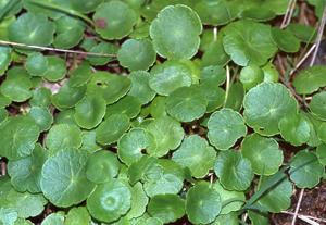 Pennywort