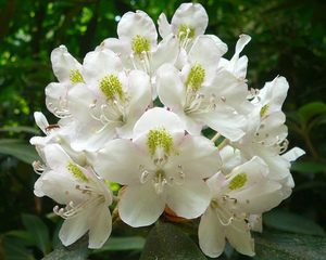 Rosebay Rhododendron