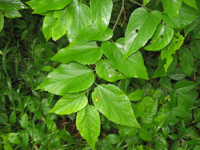 Celtis tenuifolia