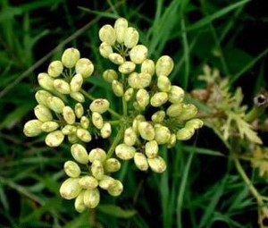 Nuttall's prairie parsley