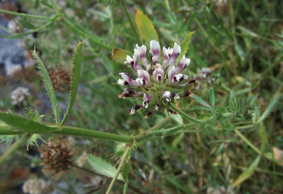 Trifolium obtusiflorum