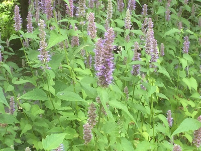 Patch of licorice mint / hyssop