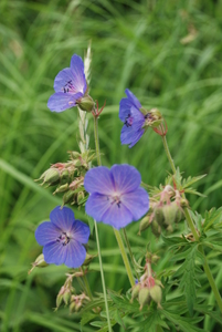 Meadow Crane's Bill