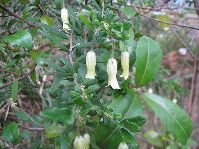 Billardiera scandens