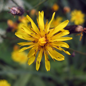 Narrow-Leaved Hawksbeard