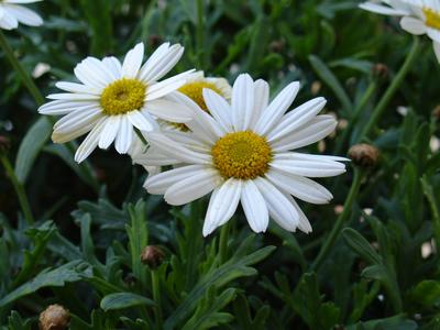 Leucanthemum maximum