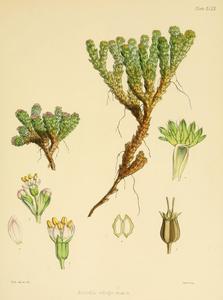 Azorella selago