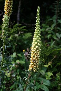 Rusty Foxglove