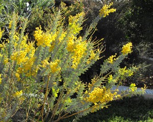 Knife-Leaf Wattle