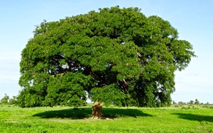 African Mahogany