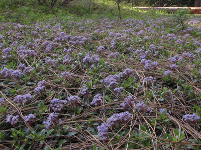 Ceanothus prostratus