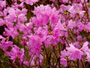 Rhododendron mucronulatum