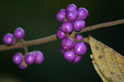 Callicarpa mollis