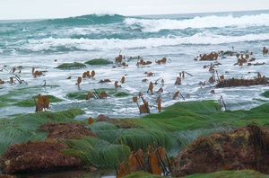 Surf Grass