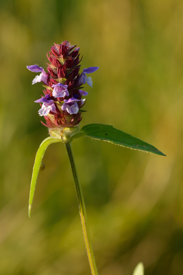 Prunella vulgaris