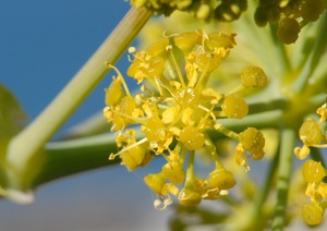 Ferula tingitana