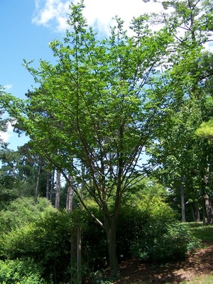 Picrasma quassioides