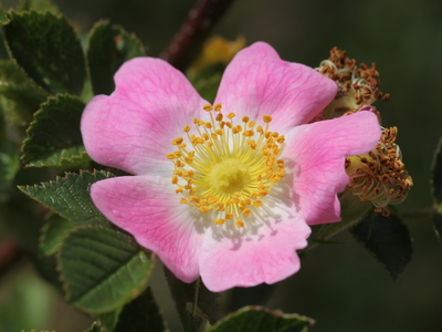 Rosa villosa