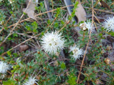 Kunzea pomifera