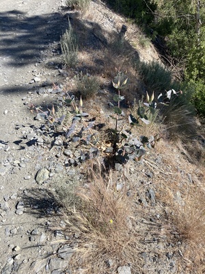 Cordifolia near Reno Nevada