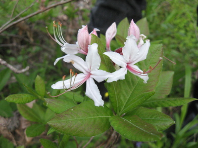 Rhododendron periclymenoides