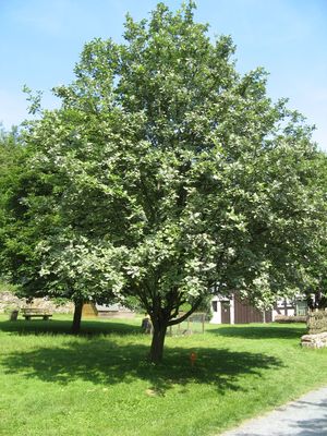 Sorbus aria