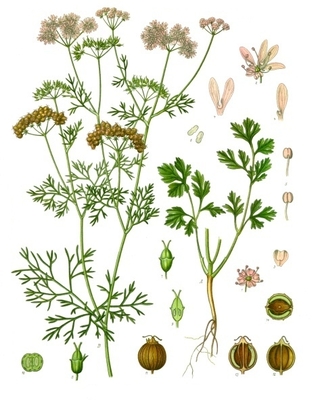 Illustration of coriander