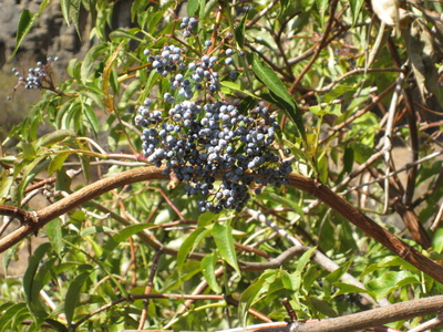 Blue Elderberry berries