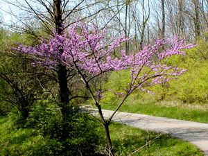 Redbud