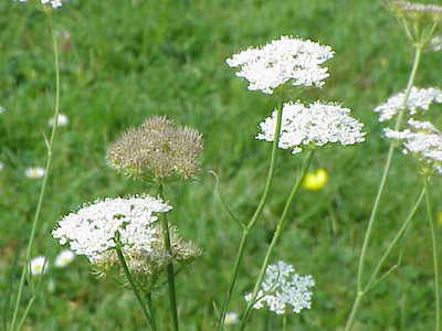 Oenanthe pimpinelloides