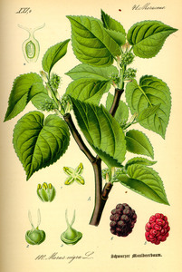 Black mulberry