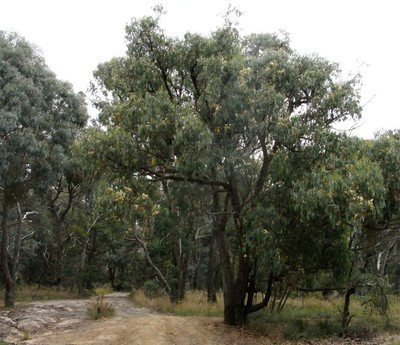 Eucalyptus obliqua