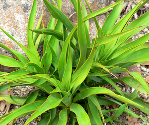 Twisted-Leaf Yucca