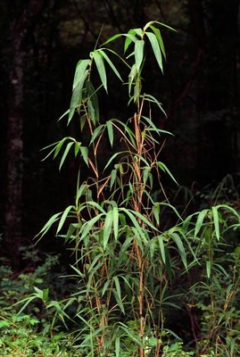 Arundinaria gigantea