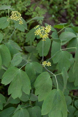 Caulophyllum thalictroides