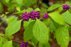 American Beautyberry