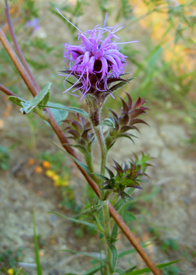 Liatris squarrosa