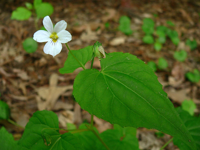 Viola canadensis