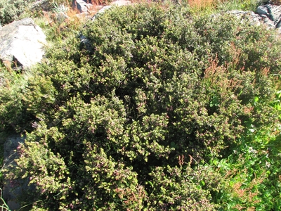 Podocarpus lawrencei