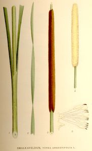 Small Reed Mace