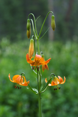 Lilium kelleyanum