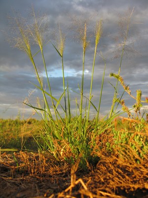 Sporobolus caroli