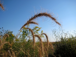 Canadian Wild Rye