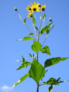 Jerusalem artichoke