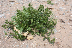 Sea Rocket