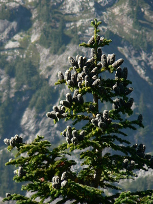 Abies lasiocarpa
