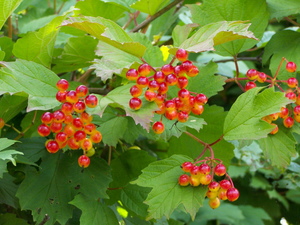 Guelder Rose