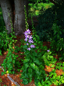 Chimney Bellflower