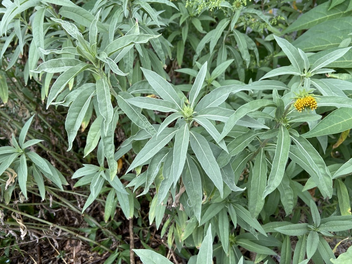 Maximilian sunflower short before bloom