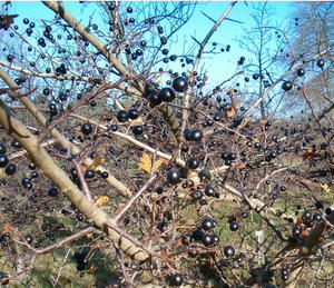 Crataegus pentagyna